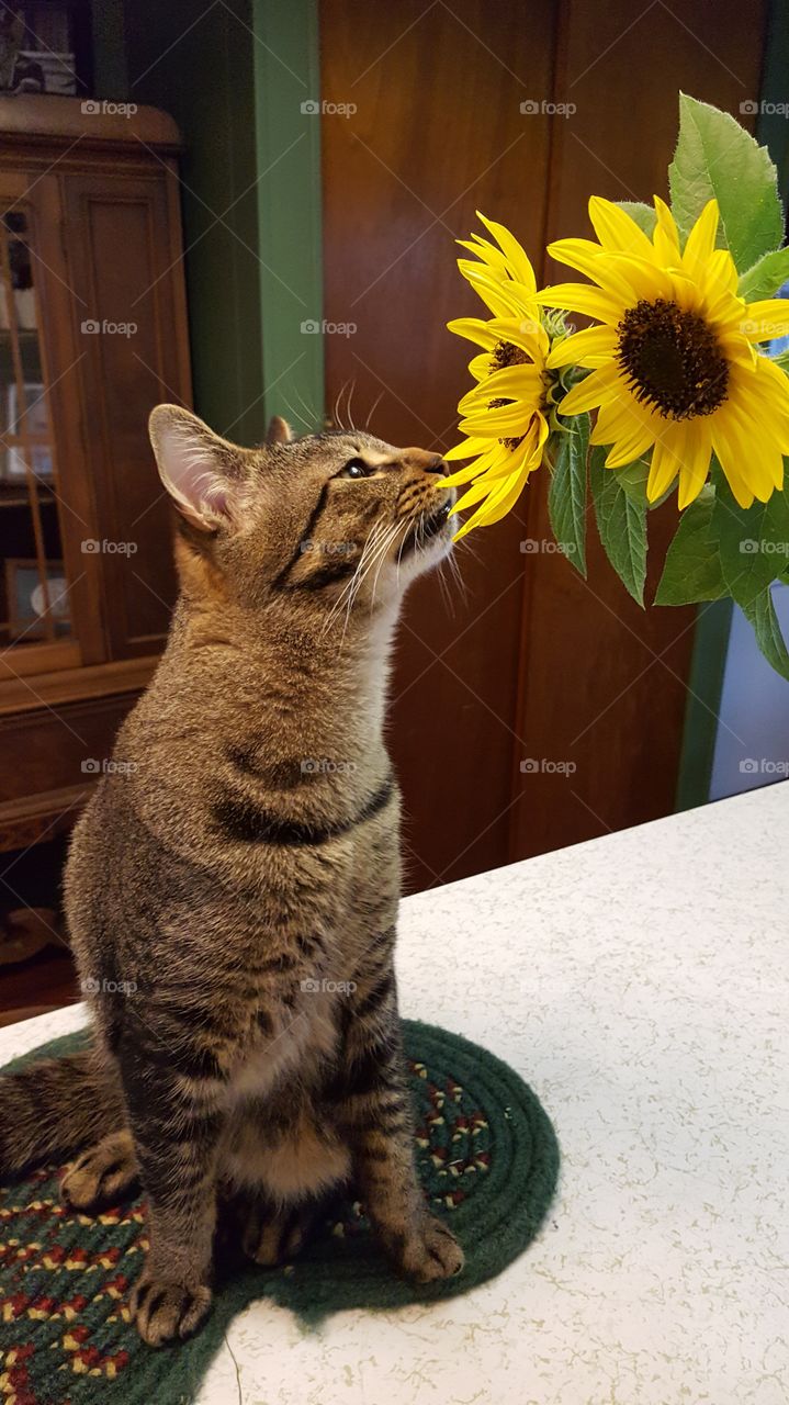kitty smelling the flowers