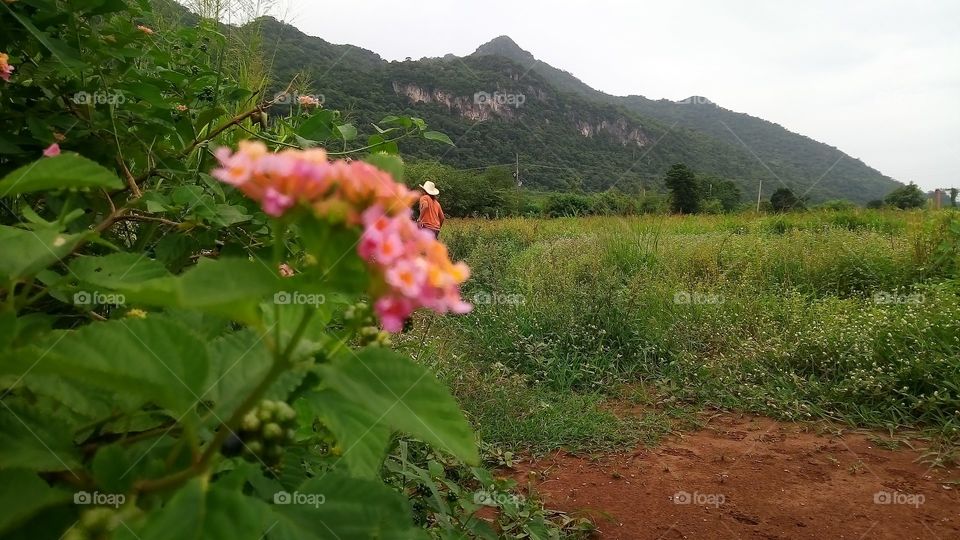 Flower with the mountain.