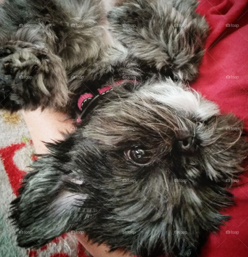 My Shih-Tzu is the laziest dog ever