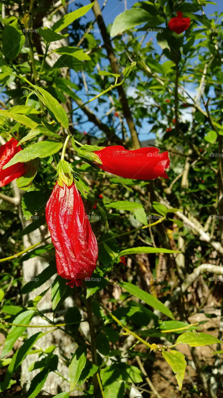 MALVAVISCUS BULME BLUMEN