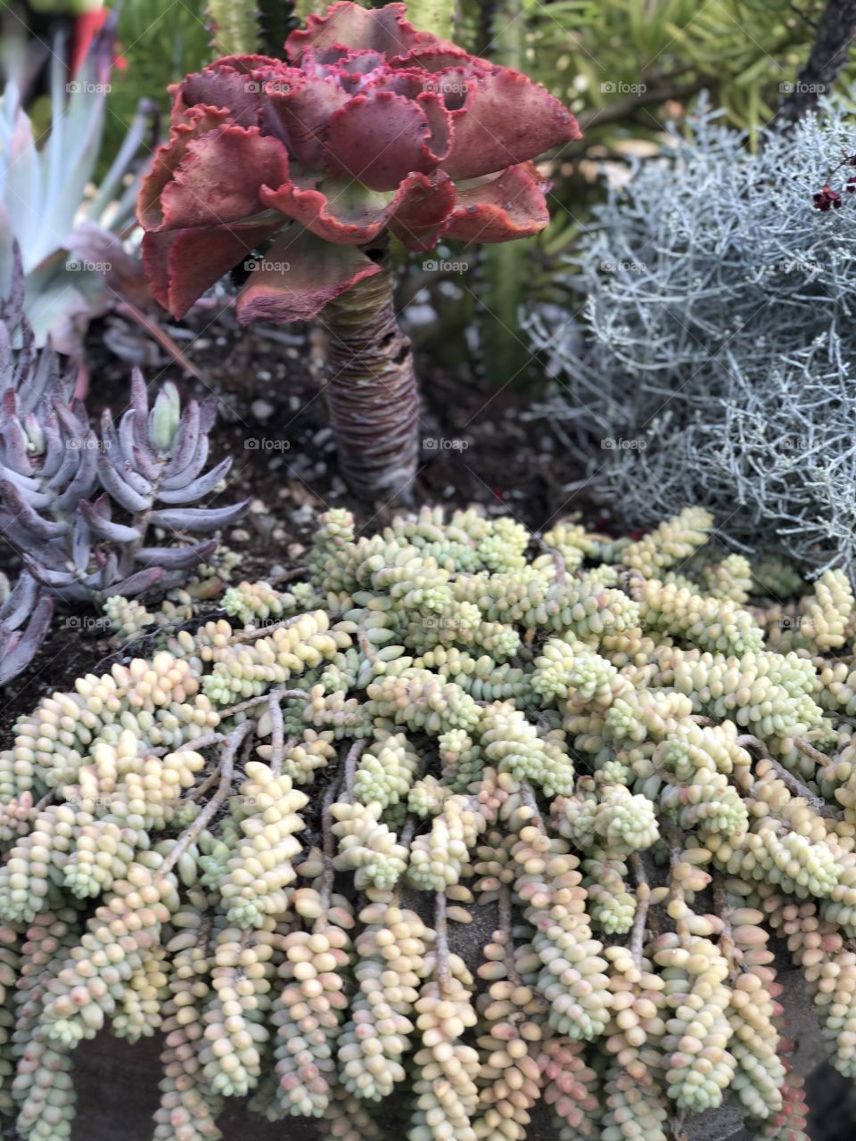 Succulents