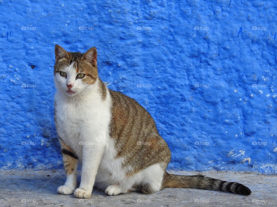 Kitten against blue wall