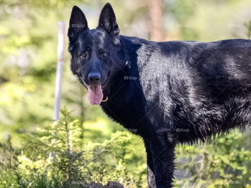 A black German Shephard looking at camera. Standing in the forest