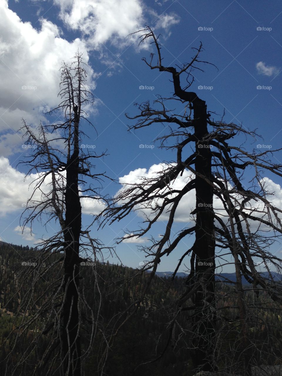 2 burnt trees. 2 trees struck by lightning, Sequoia National Park 