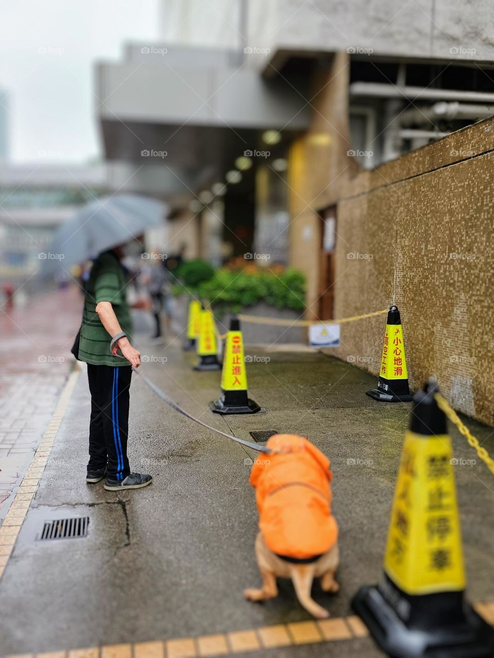 Dog walking on a rainy day in Quarry Bay Hong Kong