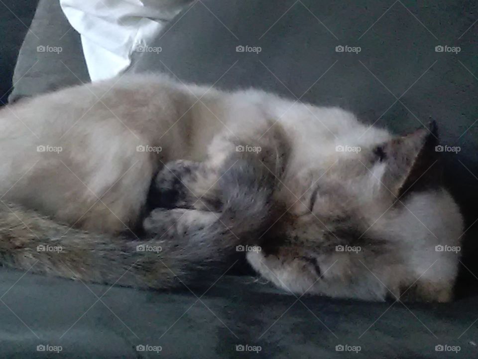 Snuggling Dianne's Cat