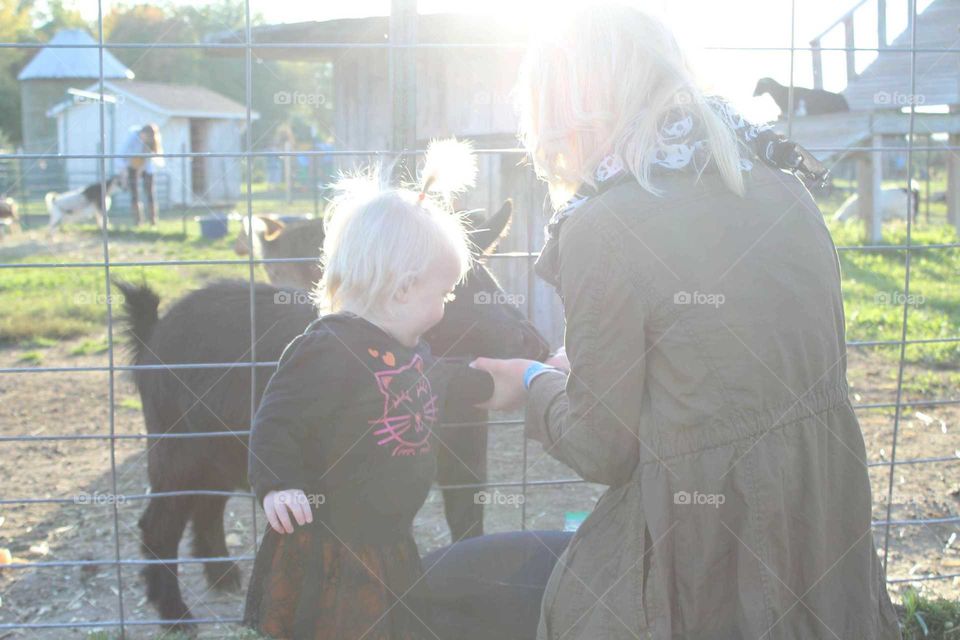 Goat times at the pumpkin patch