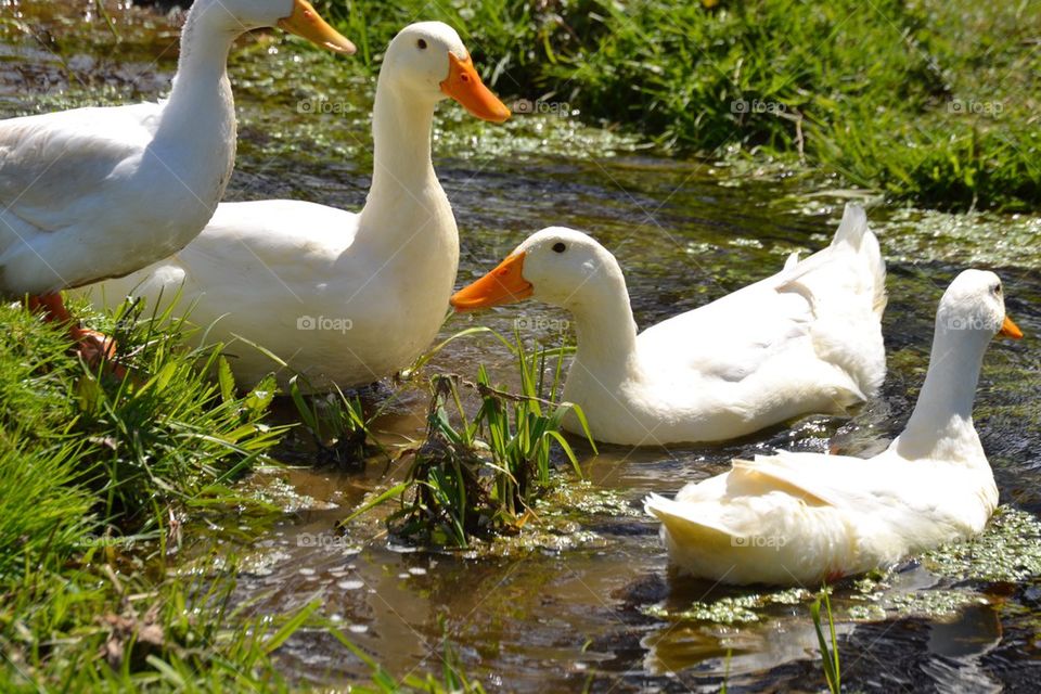 Sunbathing Ducks