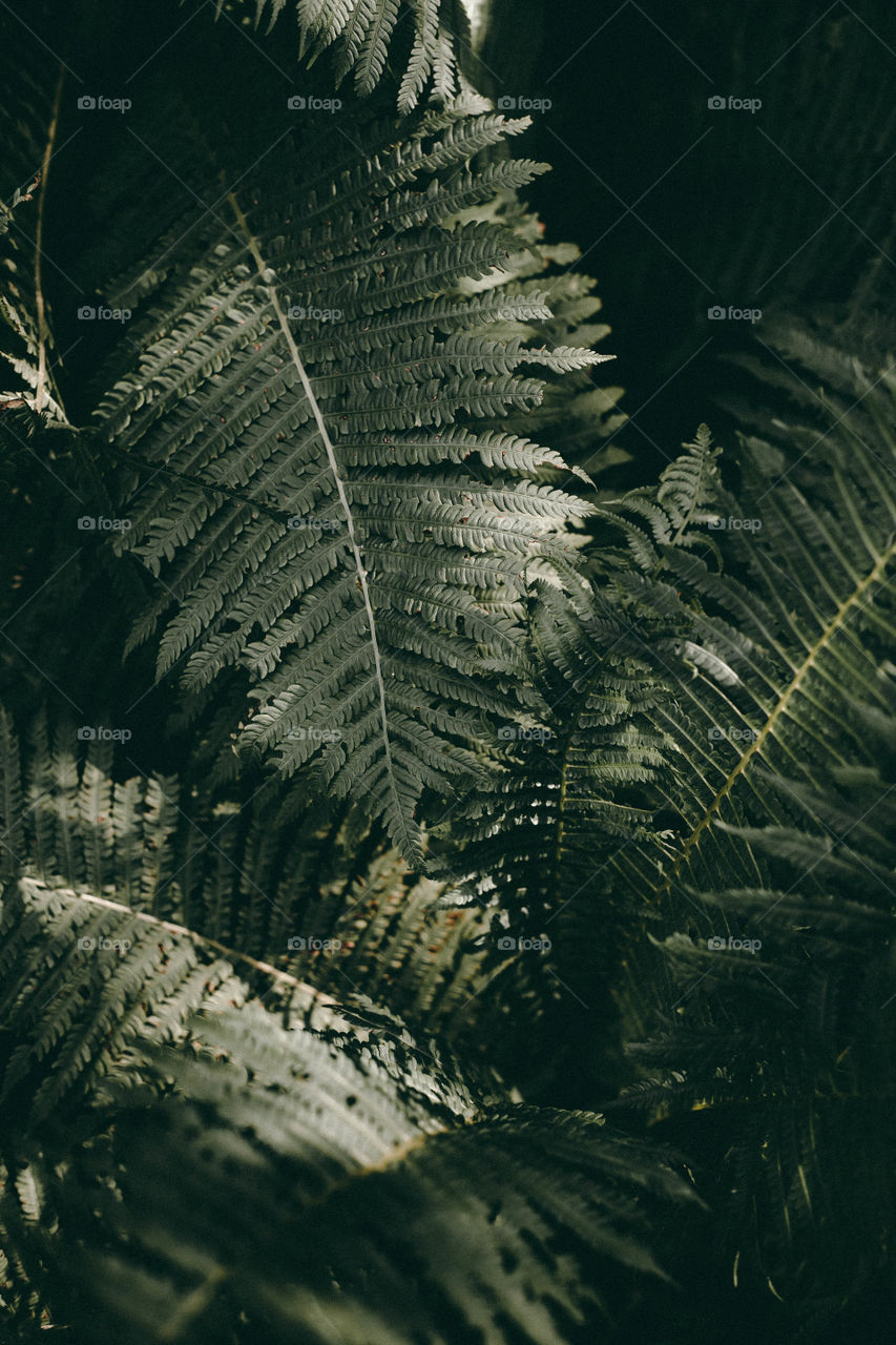 Background image of leaves.