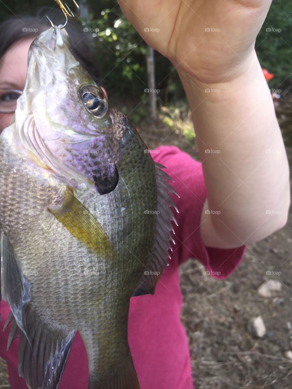 Beautiful bream