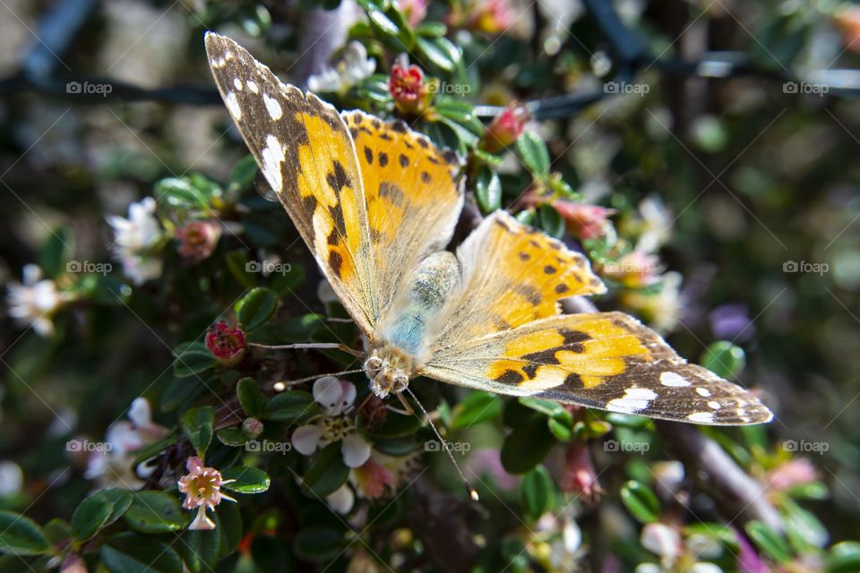 Beautiful and colourful butterfly