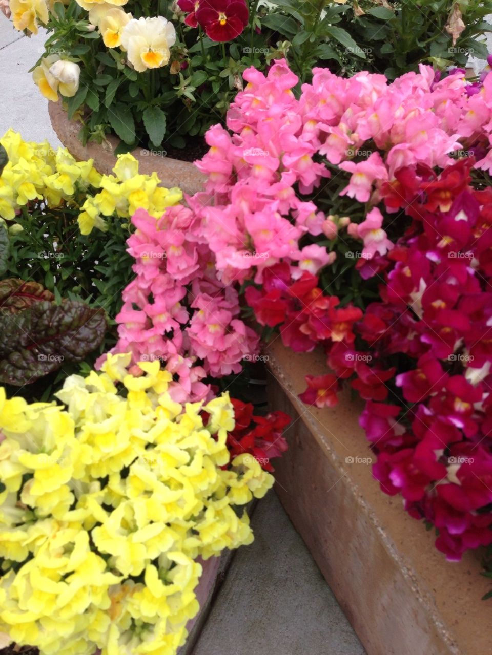 Bright colored flowers