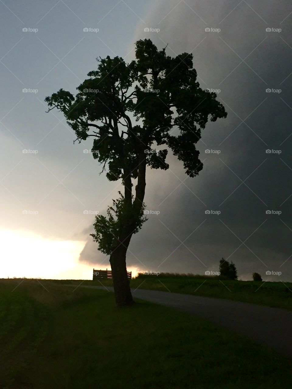 Tree and sky
