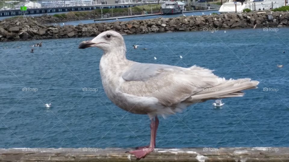 Seagull