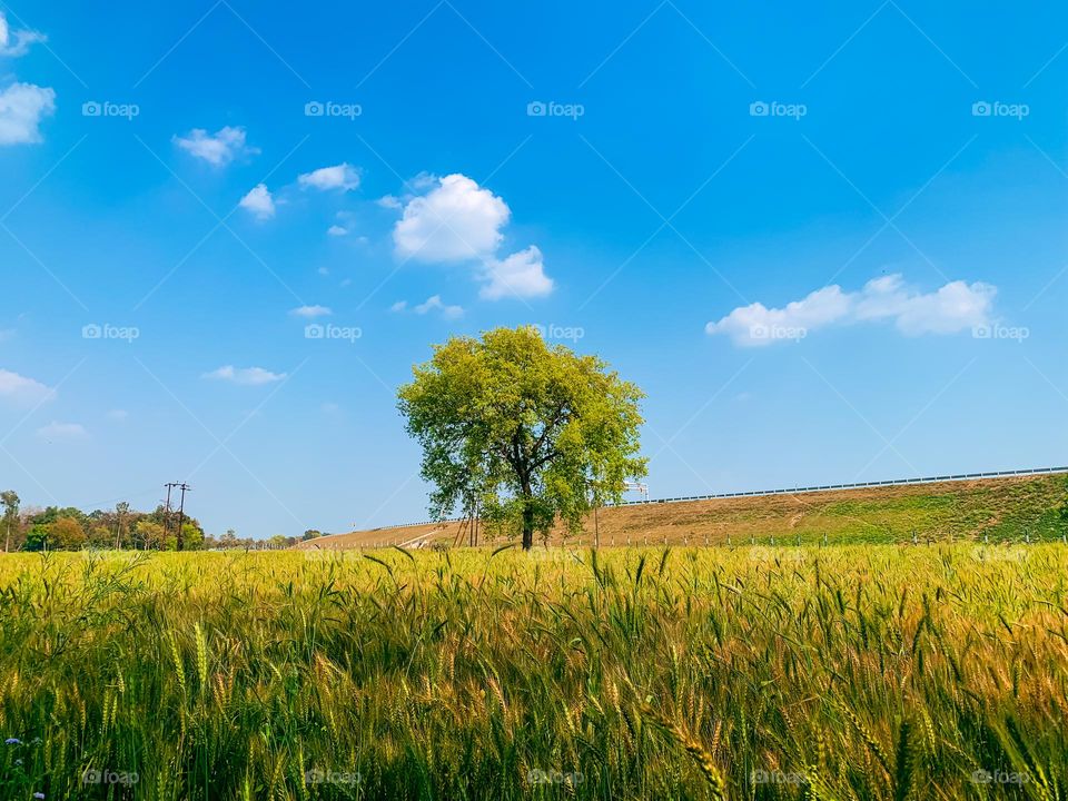 a single tree with wheat field and dramatic sky background