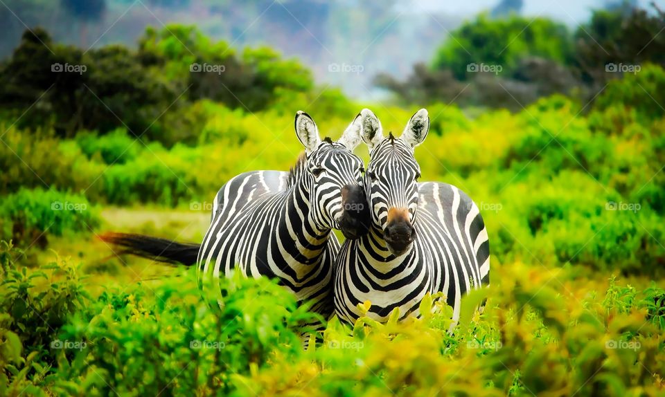 zebra
