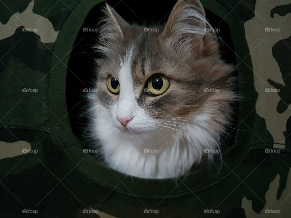 beautiful grey cat at feline home . close up