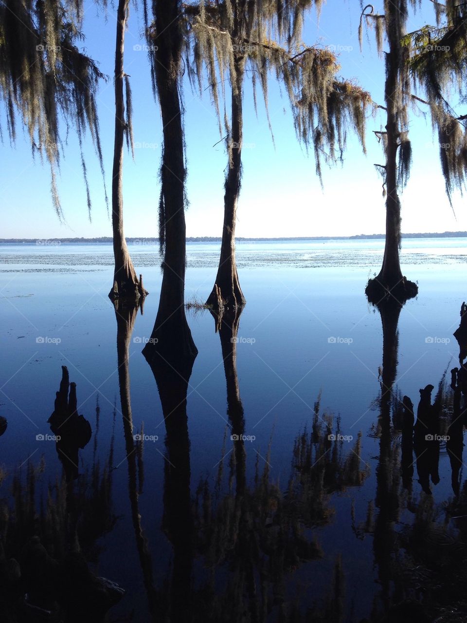 Palm trees reflecting on river