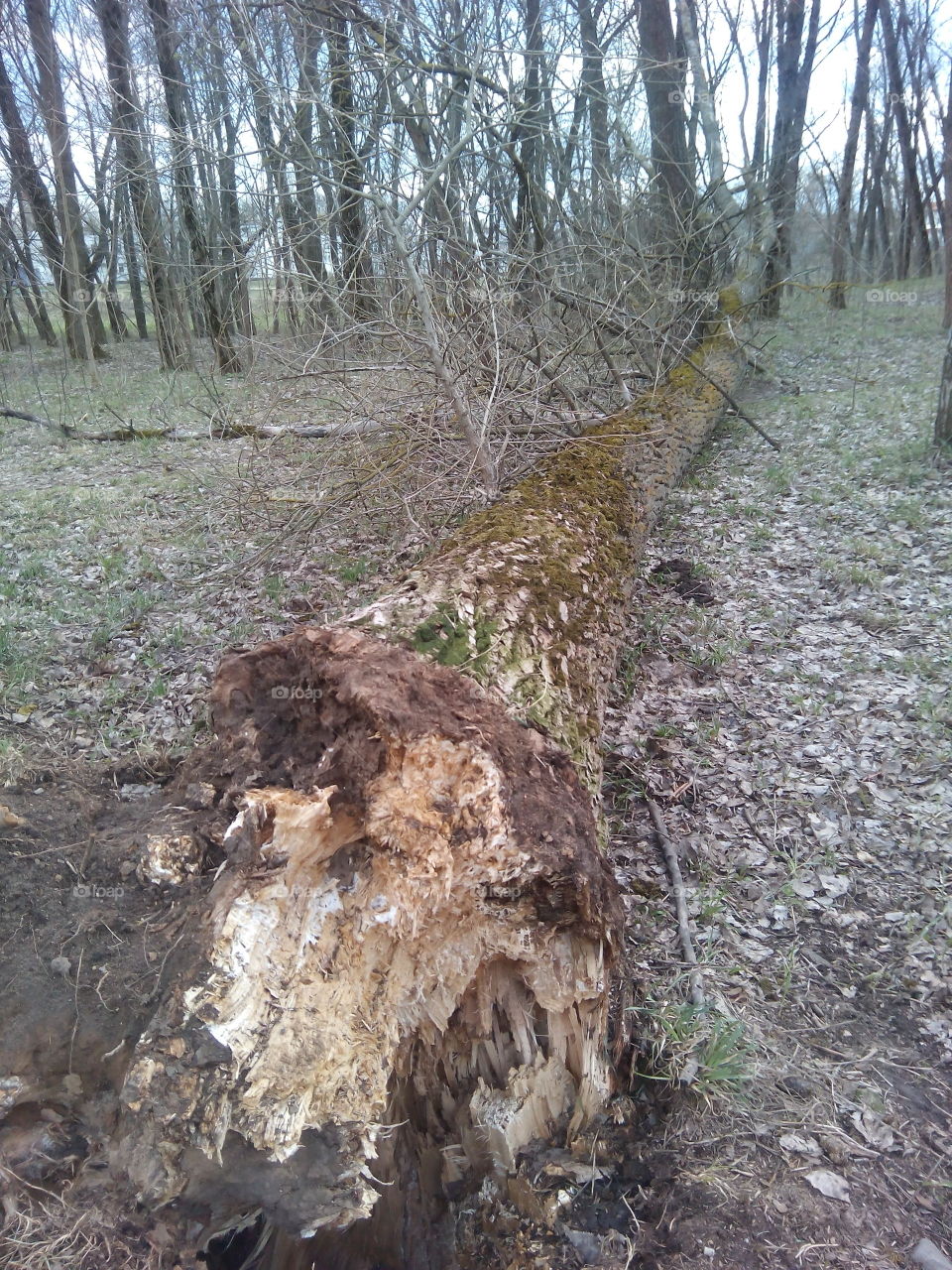 Nature, Wood, Tree, Landscape, No Person