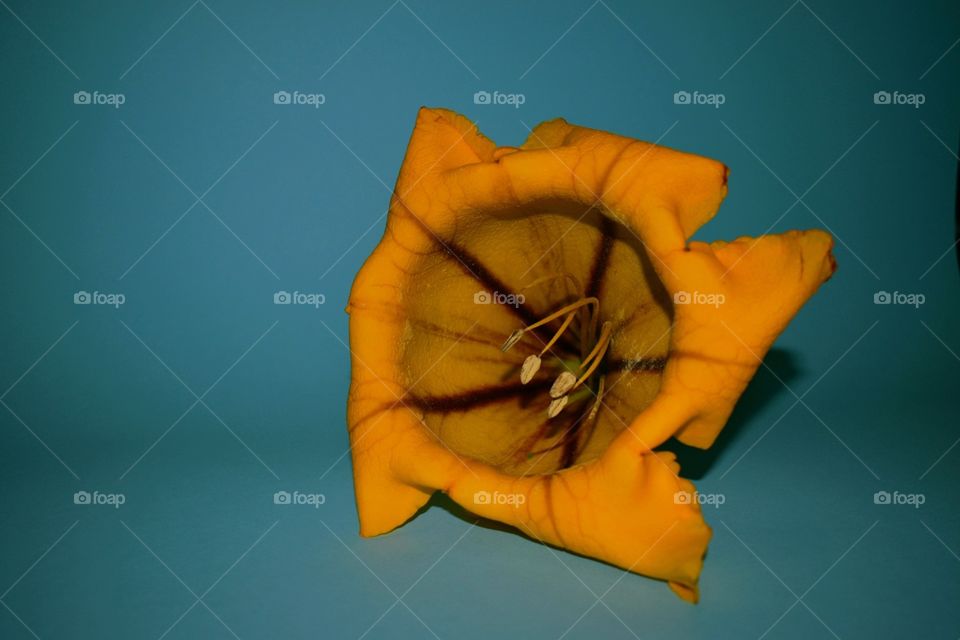 orange flower on a blue background