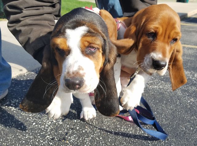 Bassett Hounds