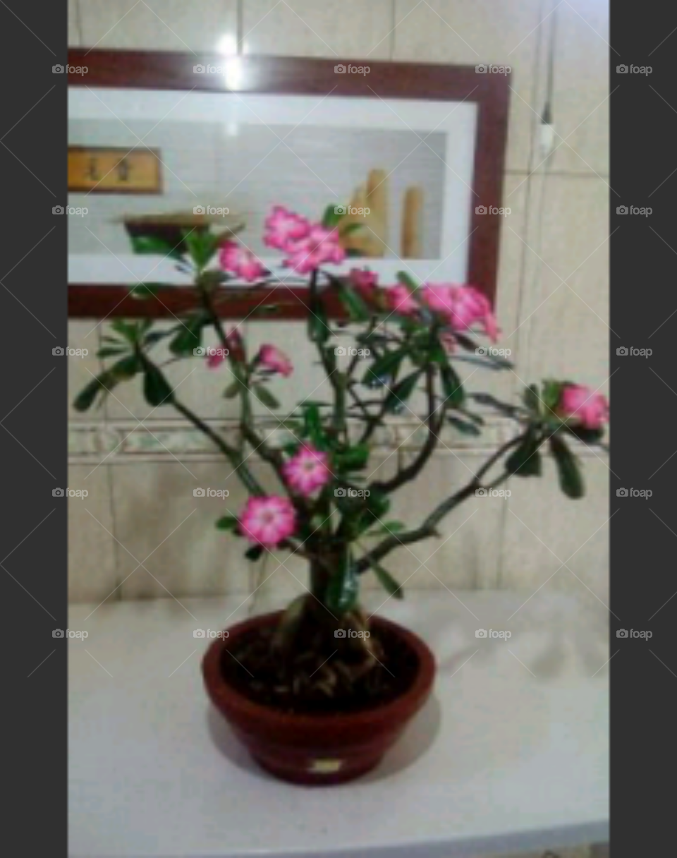 Flower, Vase, Flora, Decoration, Nature