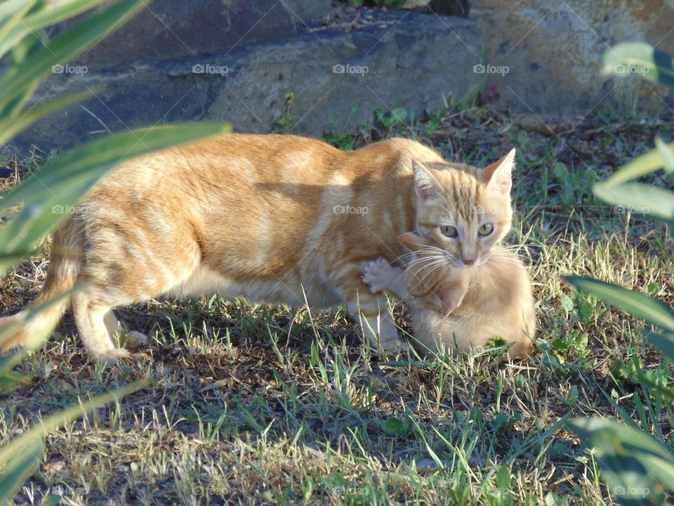 Transportation system for young kitten