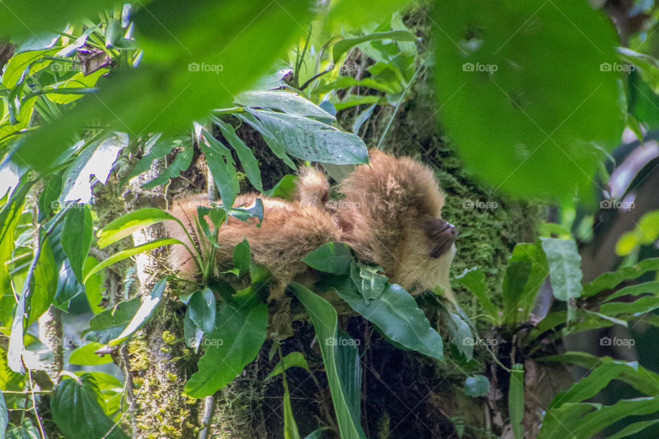 A sloth sleeping upside-down in the Costa Rican rainforest. 