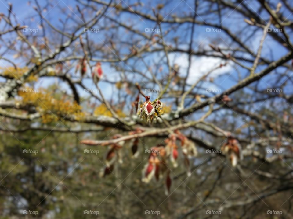 Winged Elm