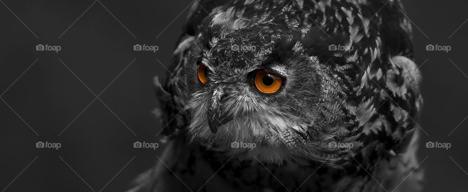 Eagle owl