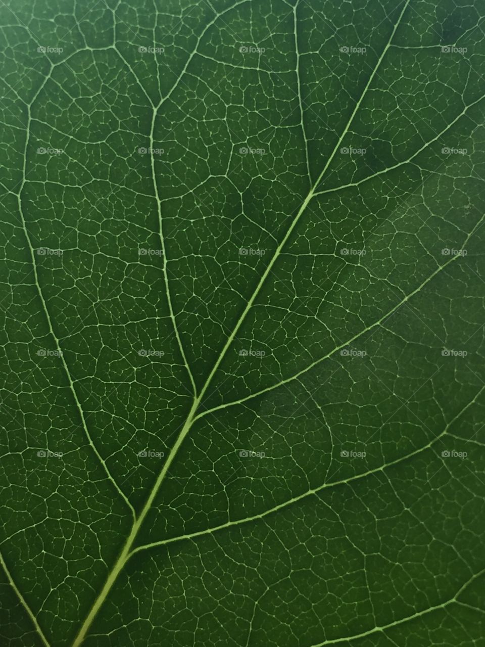 Up close leaf 
