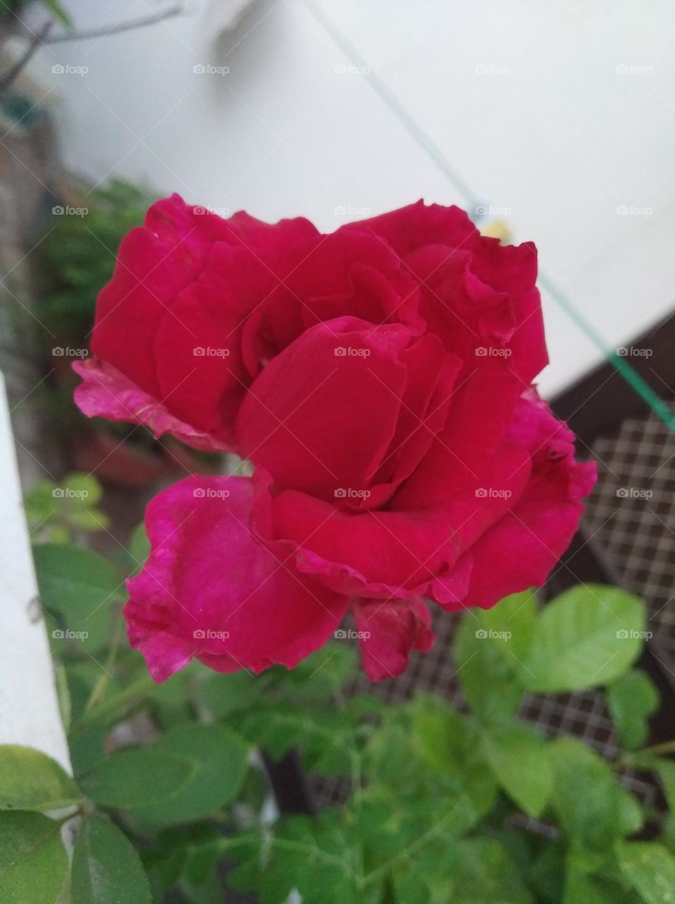 rose pink flower seasonal fresh shurb small size looks very beautiful generally found everywhere