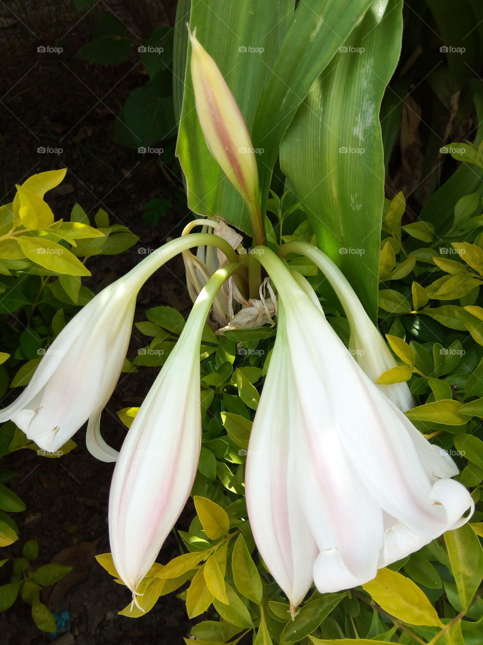 Nature, Leaf, No Person, Flower, Flora