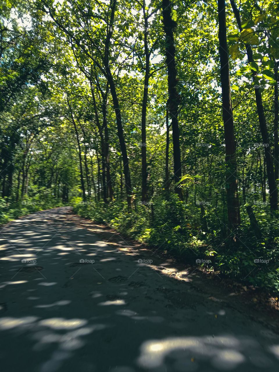 green forest that is still beautiful atmosphere.  fresh and relaxing.  and clean air without pollution.