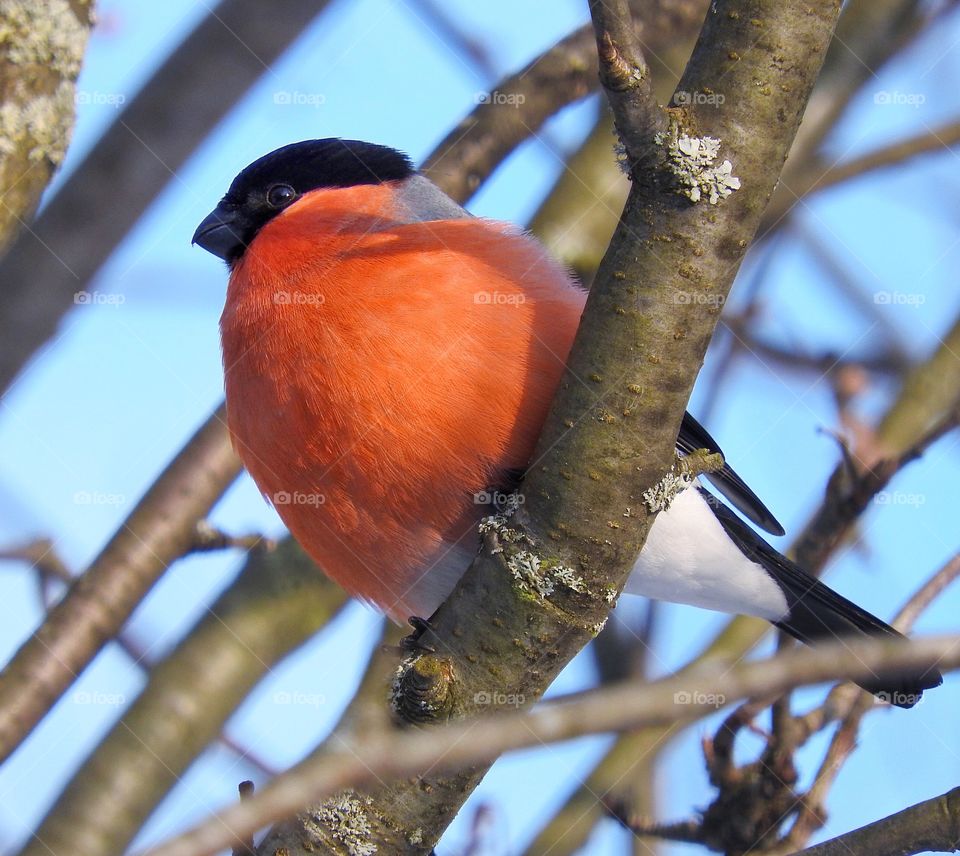 Bullfinch 