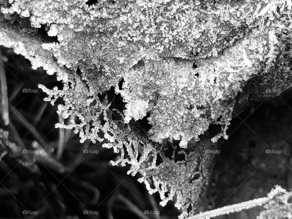 Black and white frozen leaves