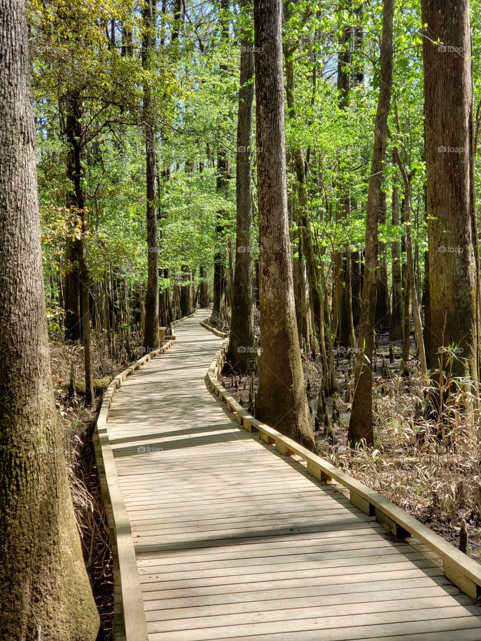 Congaree marsh