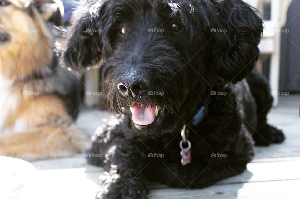 My beautiful puppy Jackson! Jackson is a 7 year old Aussie doodle who is just a big lovable doofus
