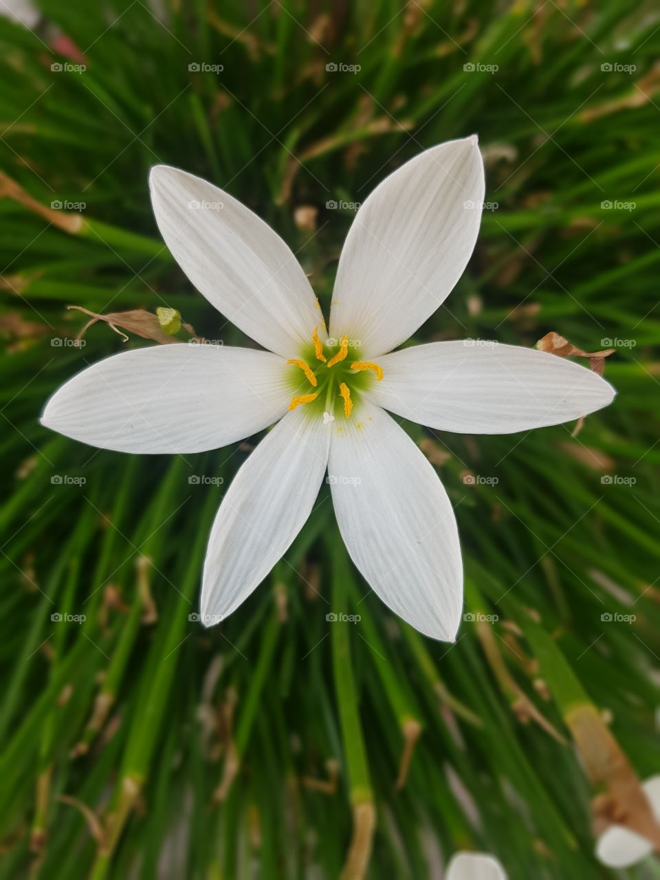 white flower