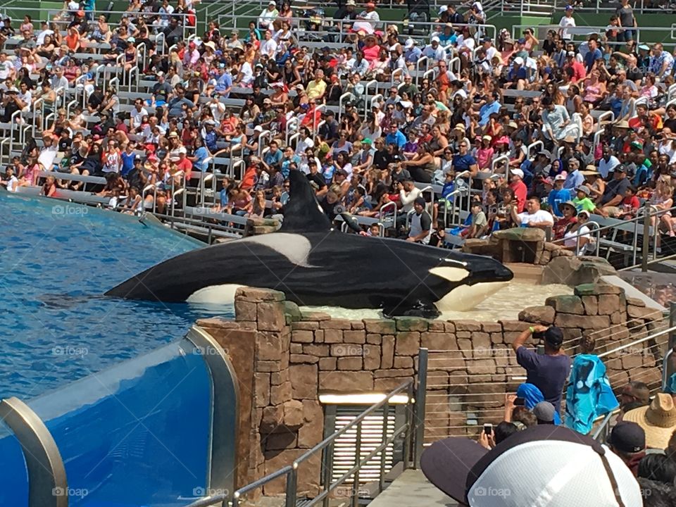 The Orca Show, Sea World, San Diego 