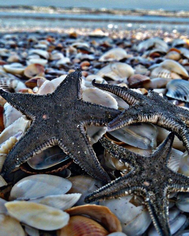 Starfish, Echinoderm, Sea, Marine, Shellfish