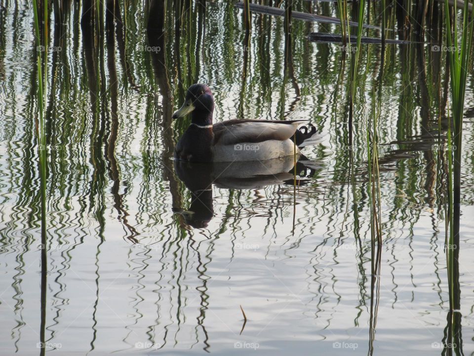 wild duck in the reeds on the lake