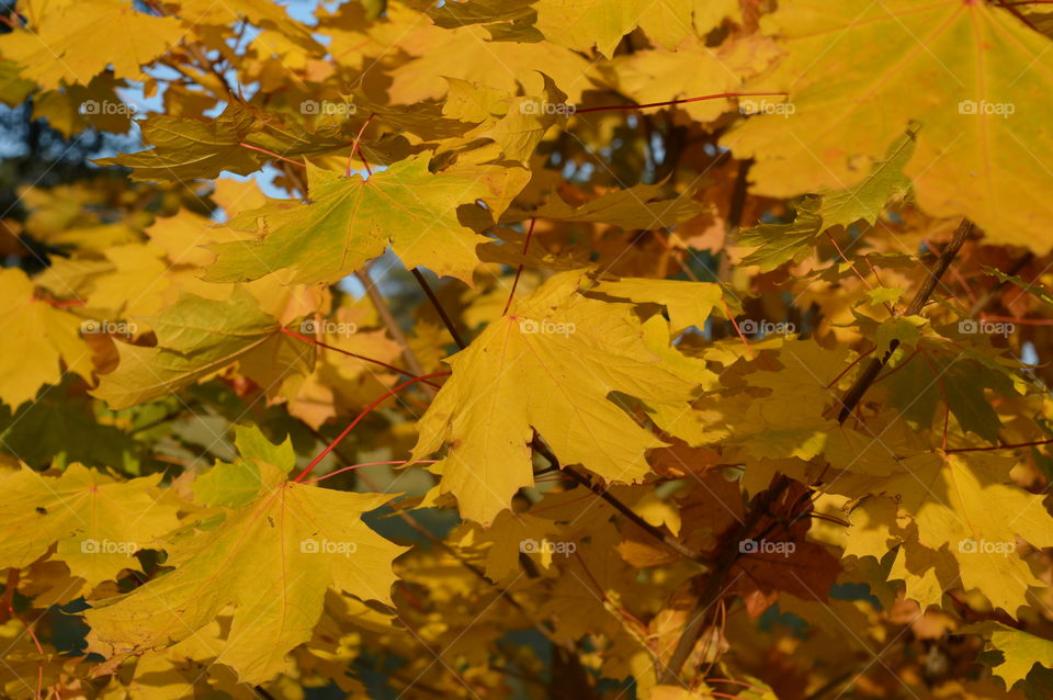 Yellow autumn leaves