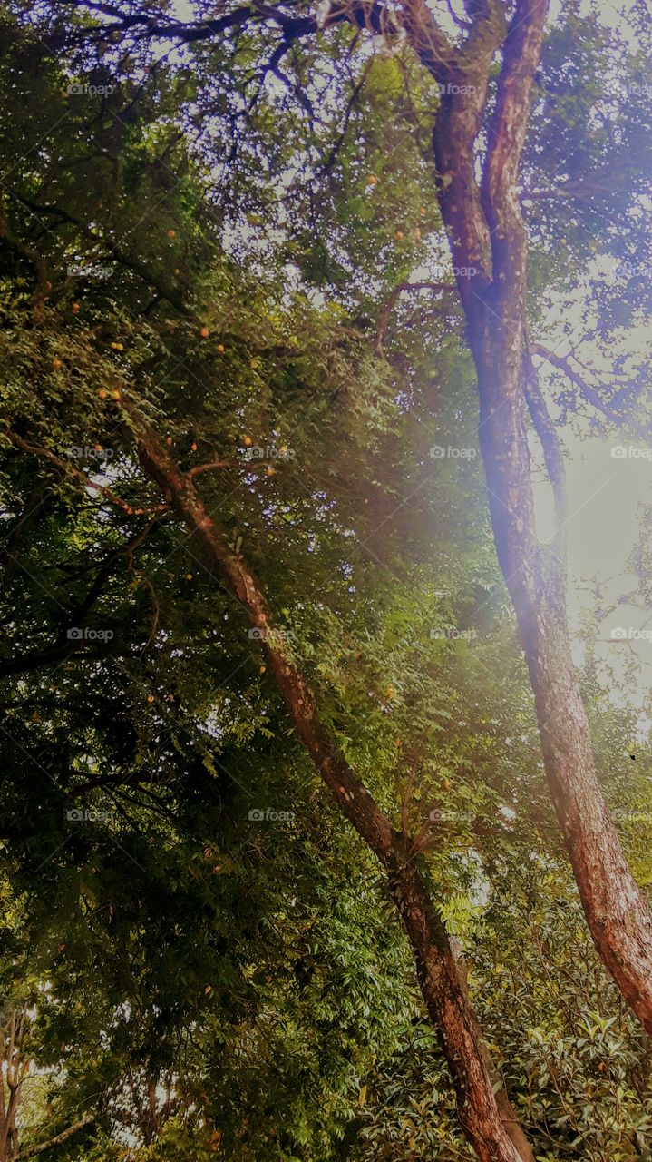 Pé de Uvaia - Uvaia tree