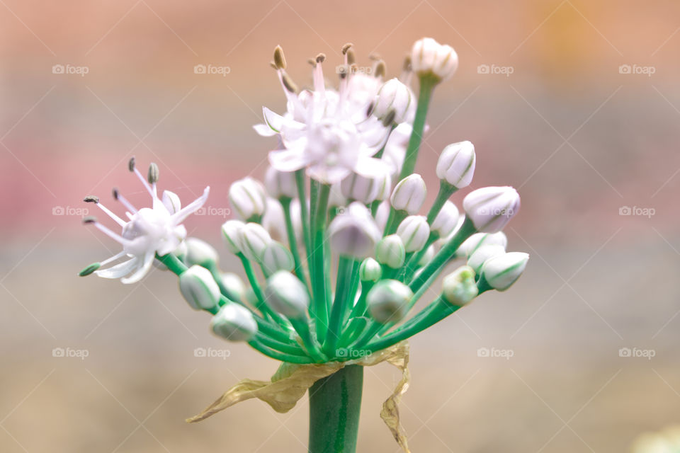 Photo of spring onion flower in vegetable field