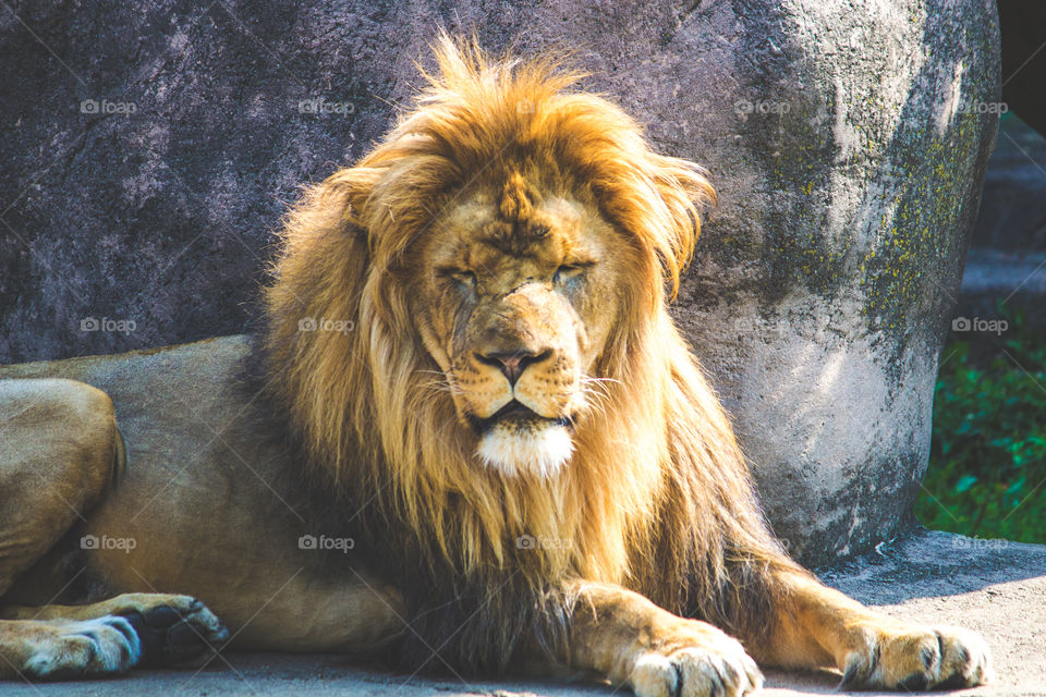 King. Love visiting the Lincoln Park Zoo in Chicago 