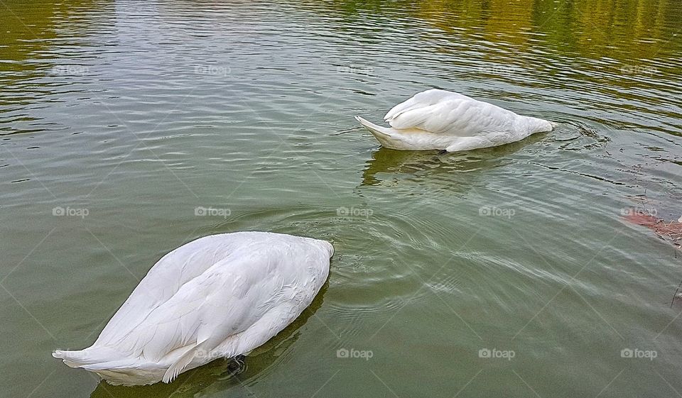 Swans searching for food.