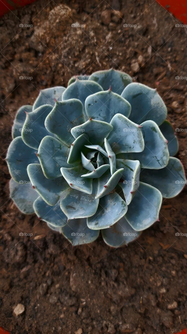 Succulent beauty