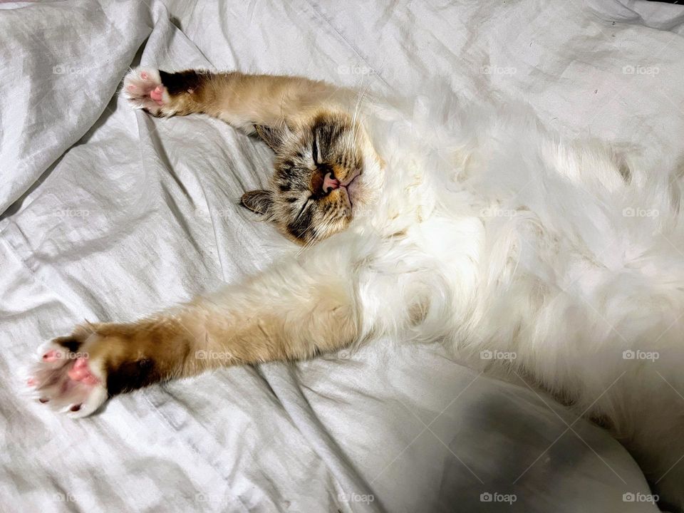 Close up of the young Sacred Birman cat sleeping deeply in funny pose with paws up 