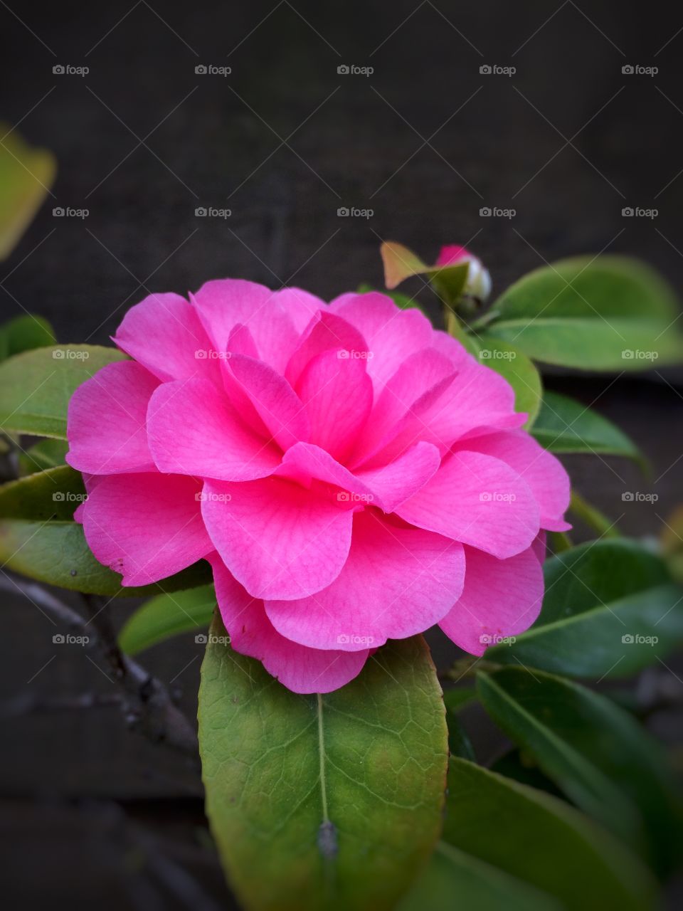 Colourful Camellia